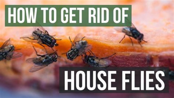 How do I rid my house of voles?