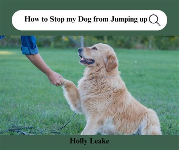 How do I stop my dog from wandering?