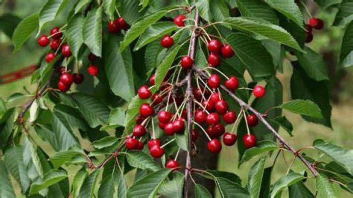 How do I take care of a cherry tree?