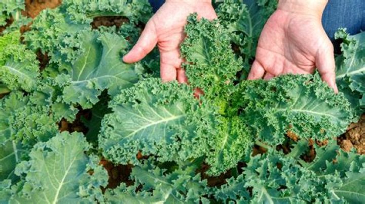How do kale reproduce? | ContextResponse.com