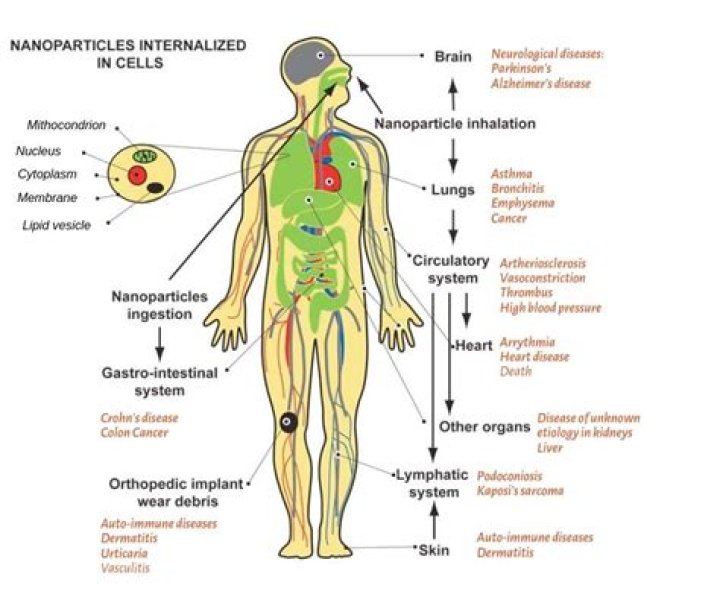 How do nanoparticles leave the body?