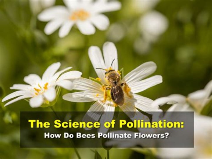 How do plums pollinate? | ContextResponse.com