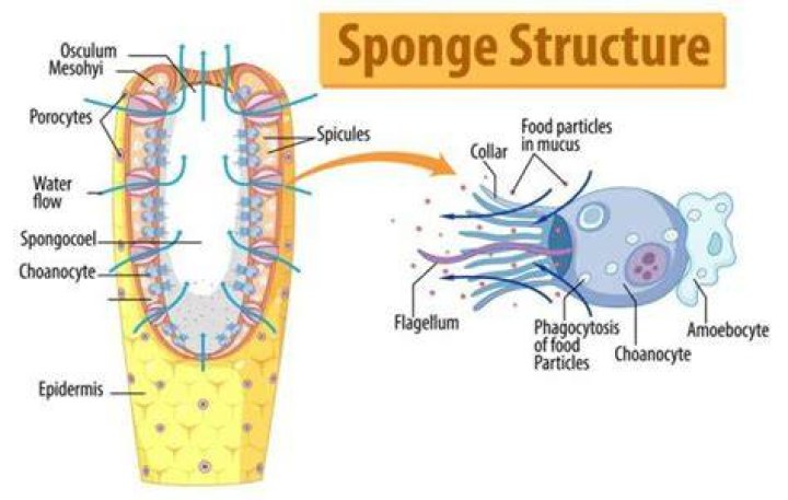 How do porifera excrete? | ContextResponse.com