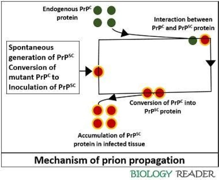 How do prions change normal proteins?