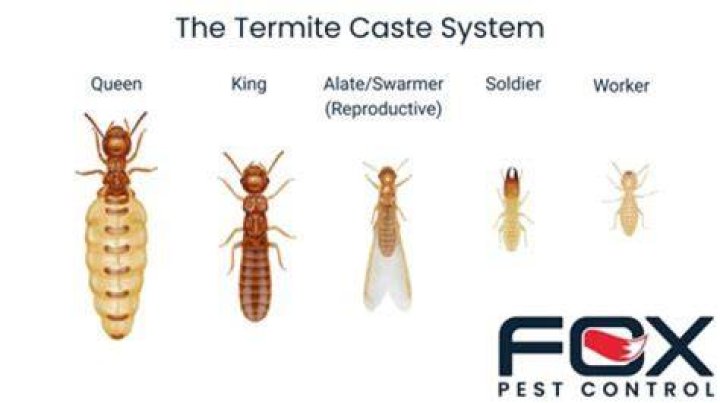How do queens find termites?