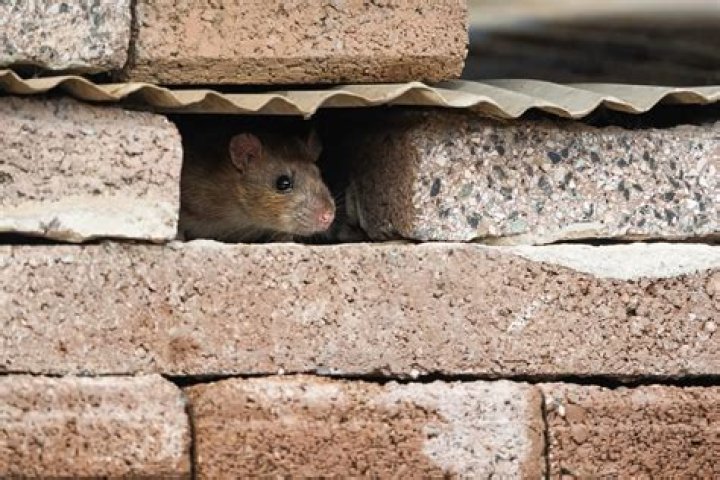 How do rats get into walls?