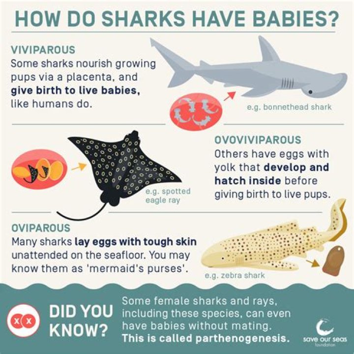 How do sharks give birth?