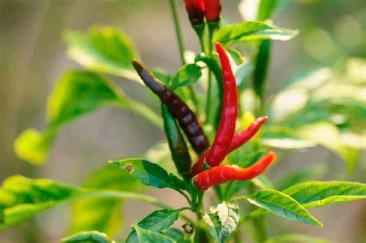 How do Thai dragon peppers grow?