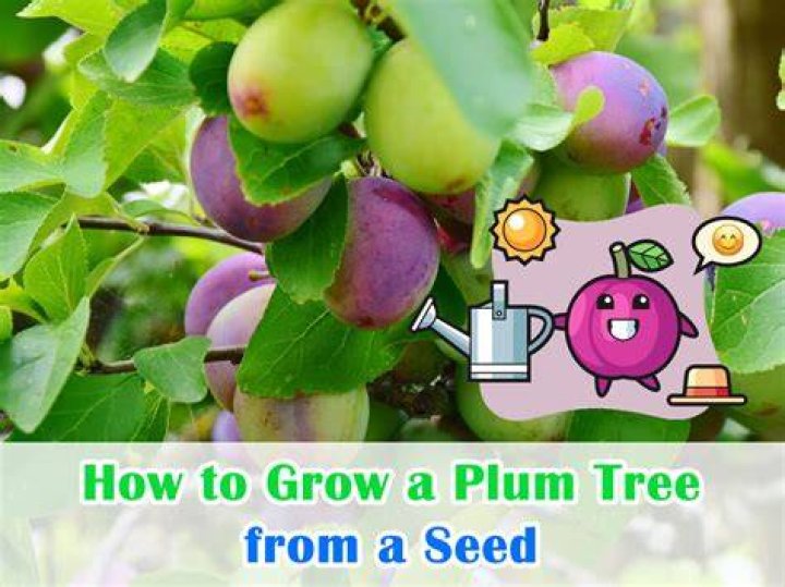How do Victoria plums grow?