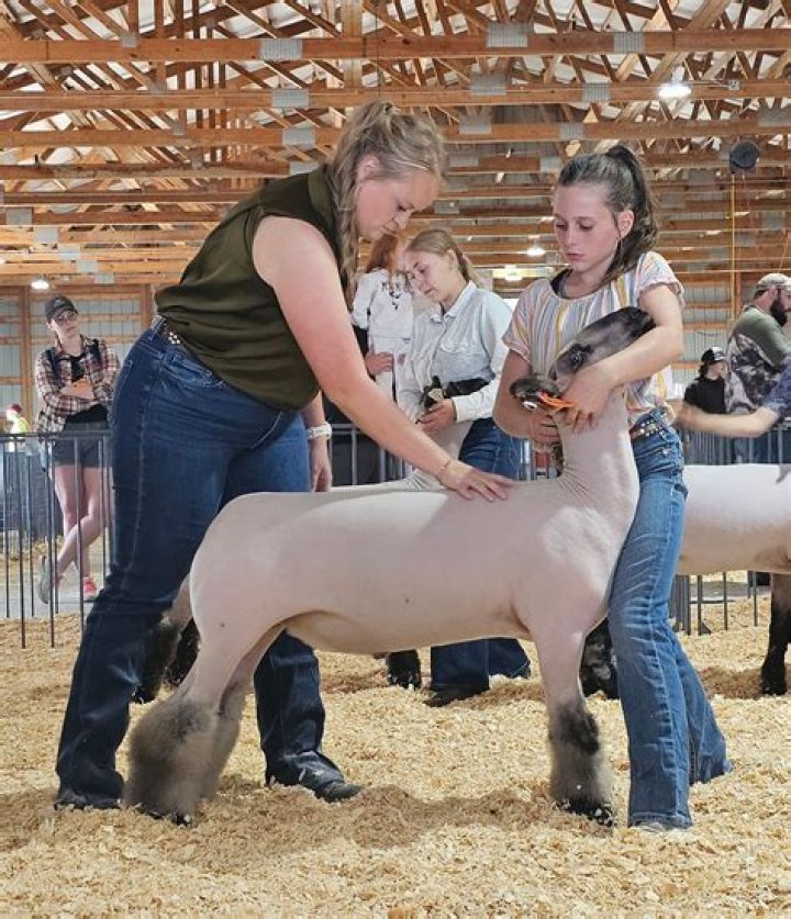 How do you beat swine showmanship?