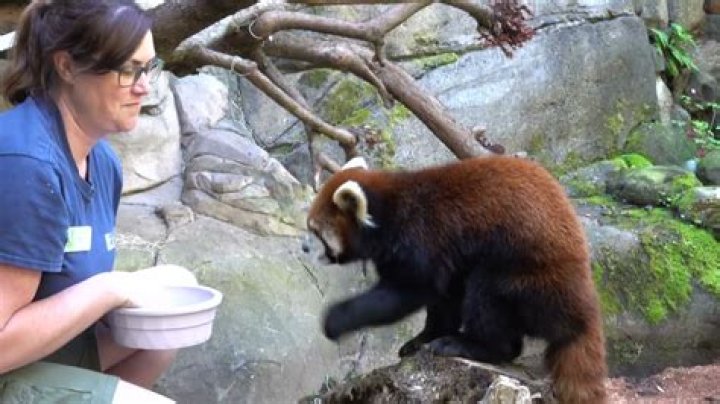 How do you become an animal caretaker at a zoo?