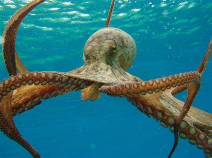 How do you blanch octopus?