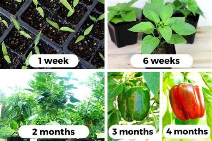 How do you bring a pepper plant back to life?