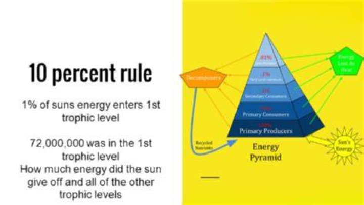 How do you calculate percent energy from fat?