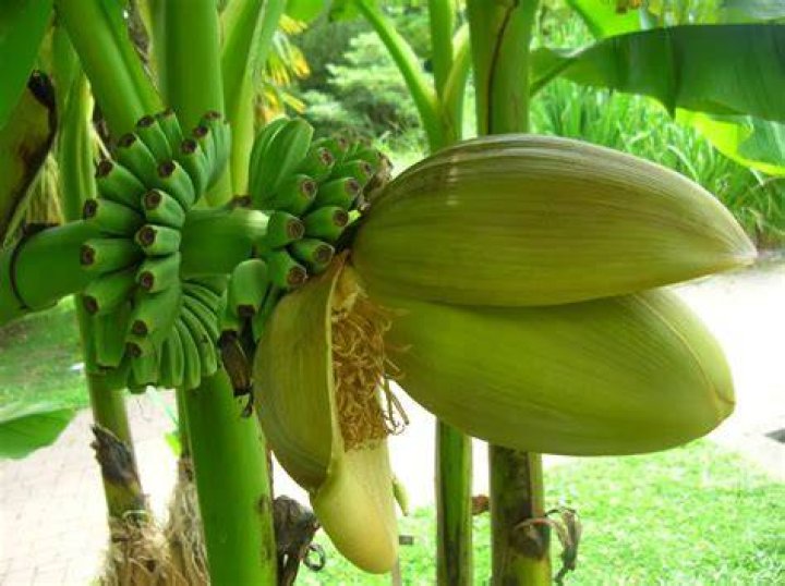 How do you care for a Basjoo banana tree?