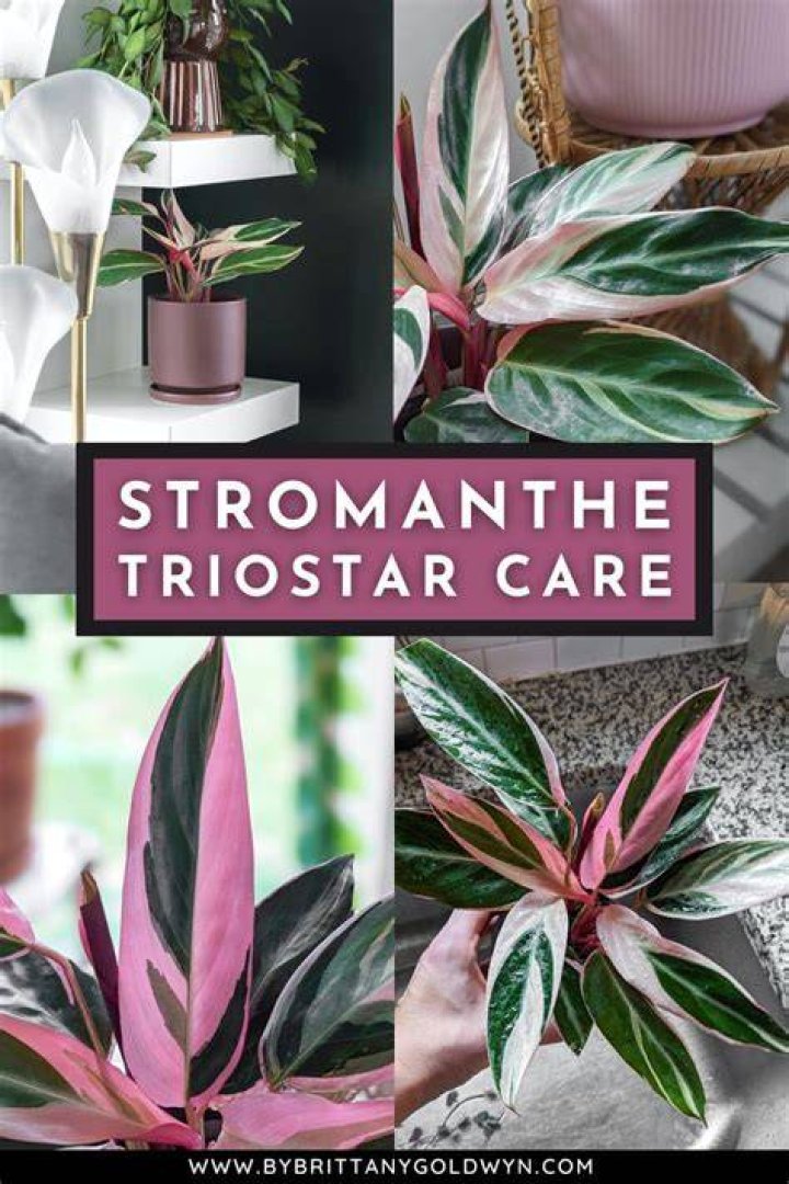 How do you care for a Stromanthe plant?
