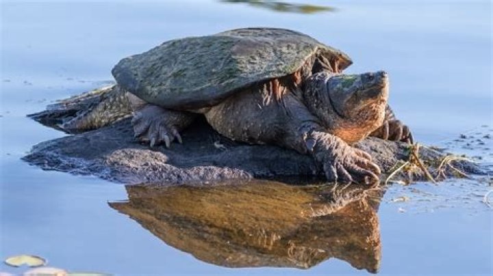 How do you catch a water turtle?