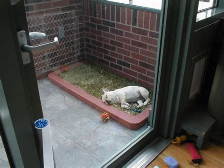 How do you change a dog potty spot?
