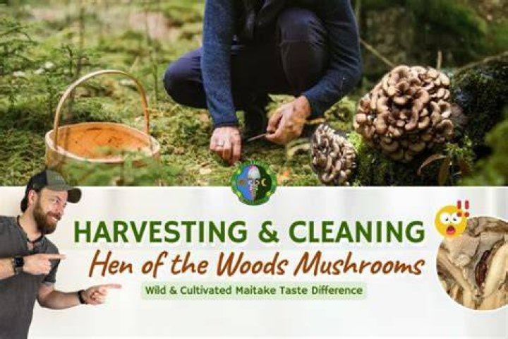 How do you clean hen of the woods mushrooms?