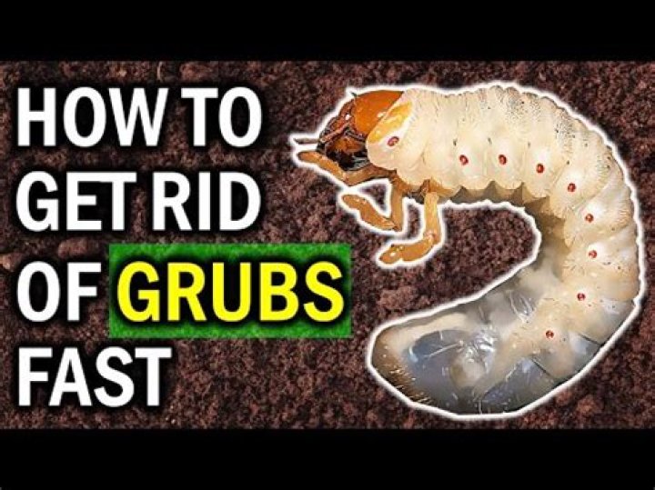How do you control white grubs?