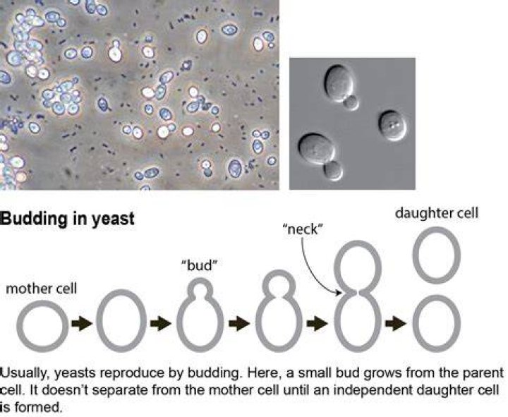 How do you count yeast in a cell?