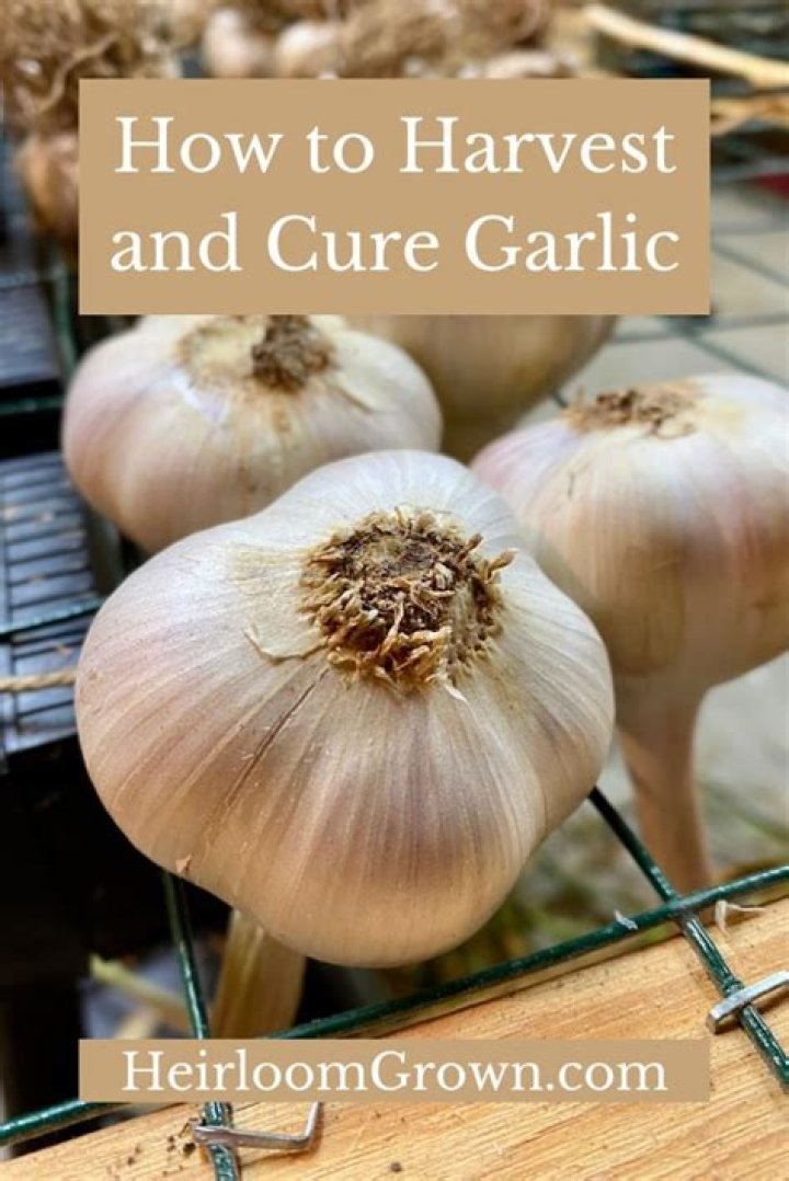 How do you cure garlic after harvesting?