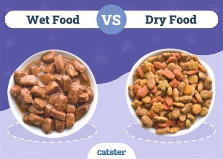 How do you dry a wet cat?