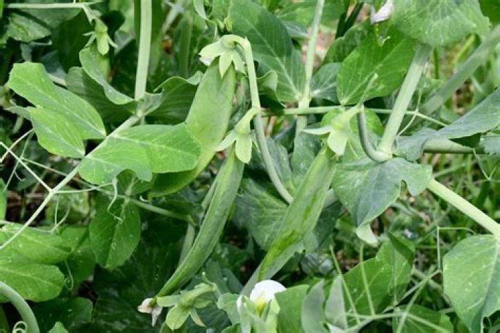 How do you eat pea pods?