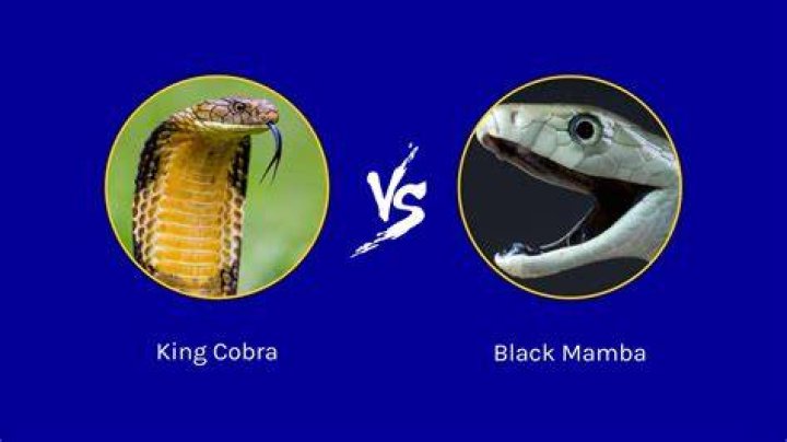 How do you elect Cobra?