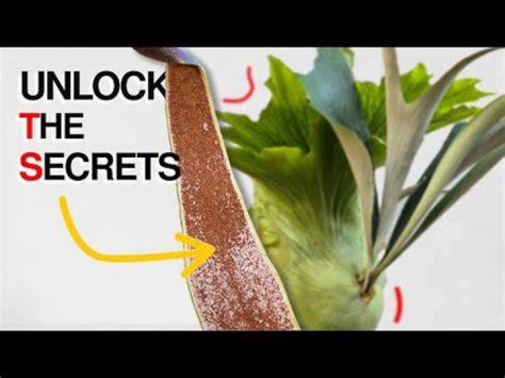 How do you fertilize a staghorn fern?