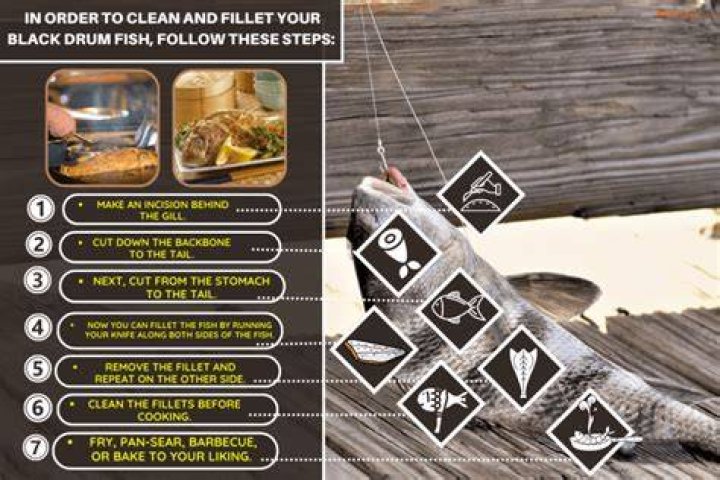 How do you fillet a black drum?