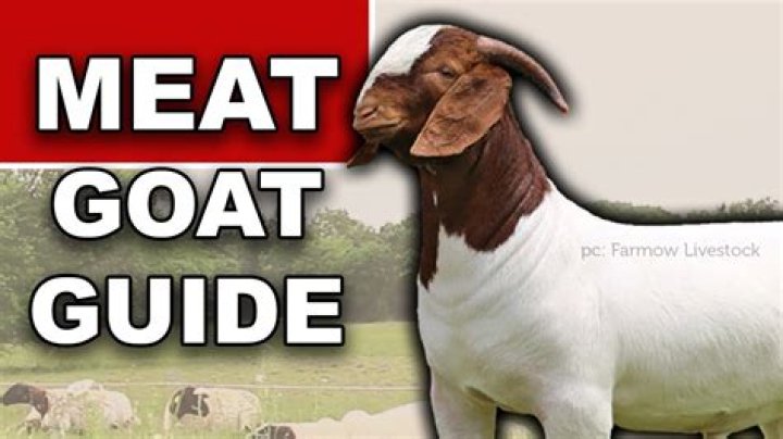 How do you fix goat meat?