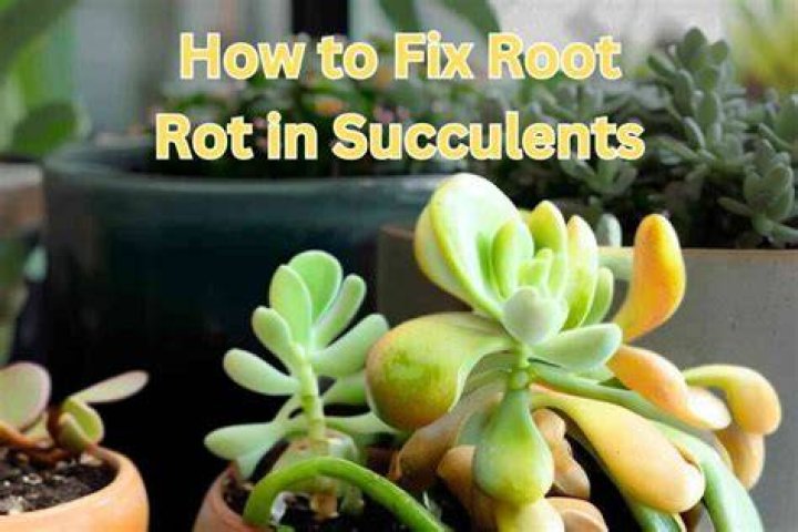 How do you fix root rot in succulents?