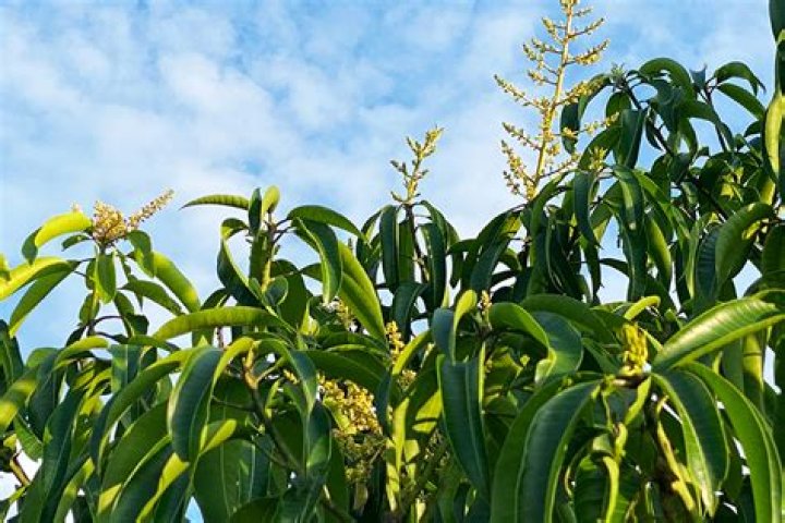 How do you force a mango to bloom?