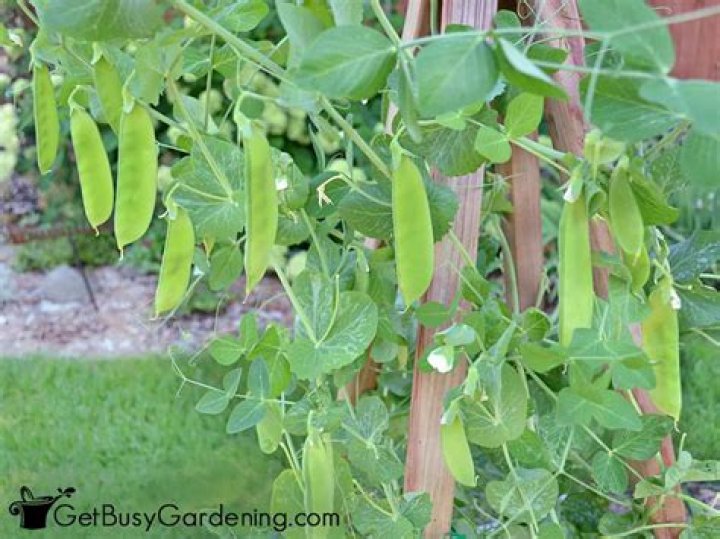 How do you freeze pea pods from the garden?
