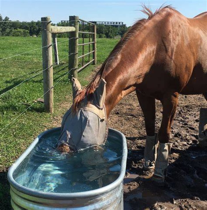 How do you get a horse to drink water?