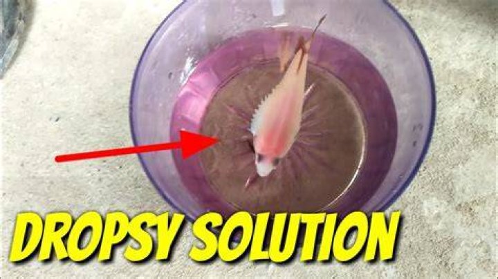 How do you get dropsy?