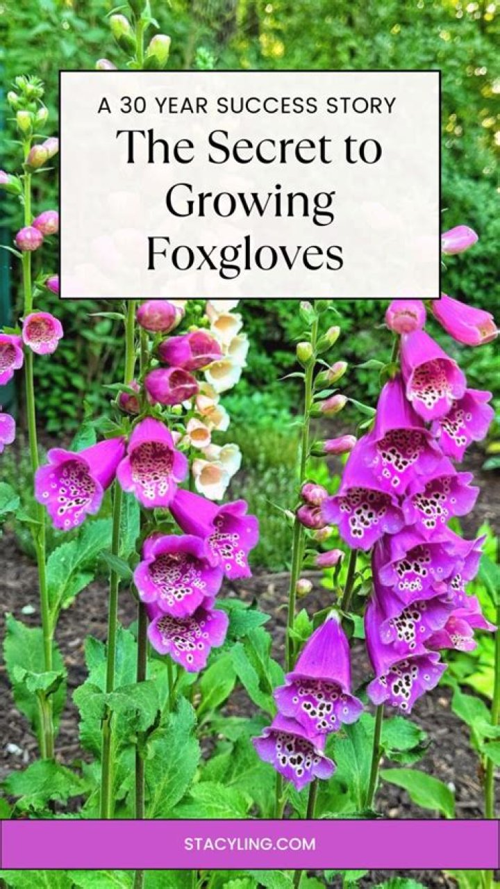How do you get foxgloves every year?