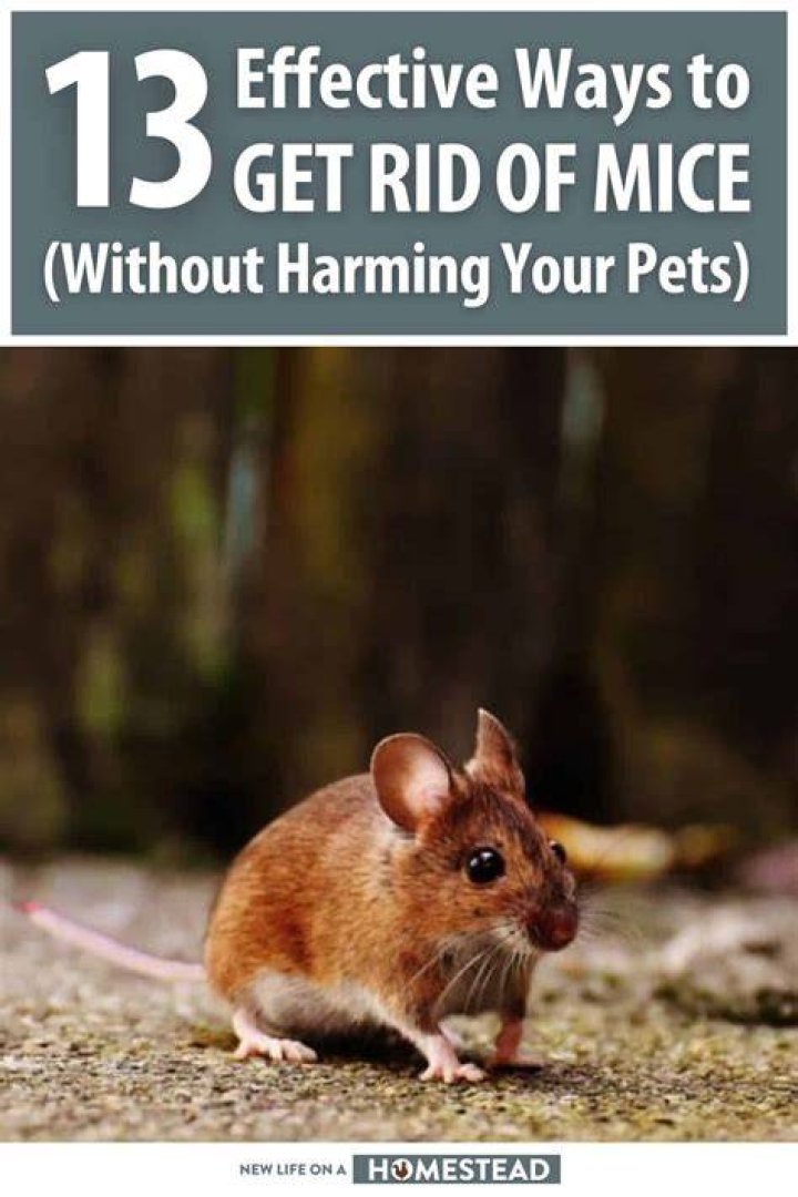 How do you get rid of mice without harming pets?