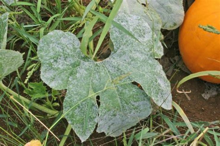 How do you get rid of mildew on pumpkin leaves?