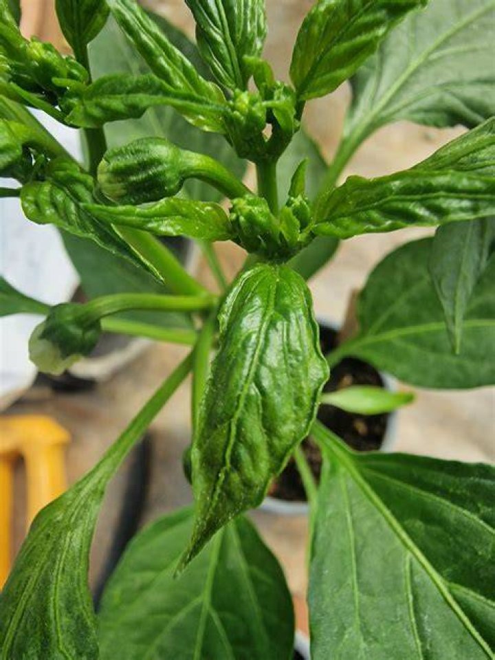 How do you get rid of mites on pepper plants?
