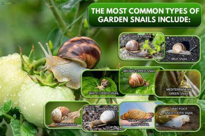 How do you get snails in your garden?