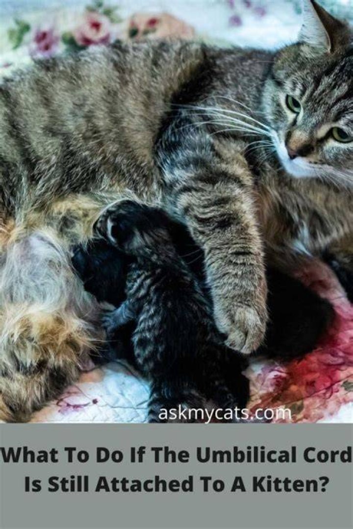How do you get the umbilical cord off a kitten?