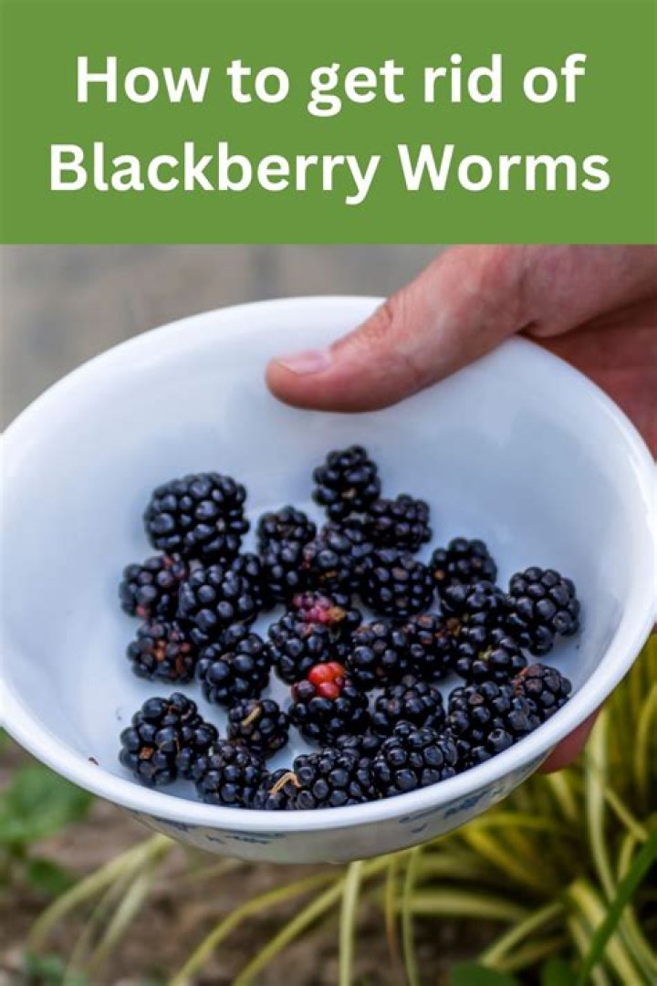 How do you get the worms out of blackberries?