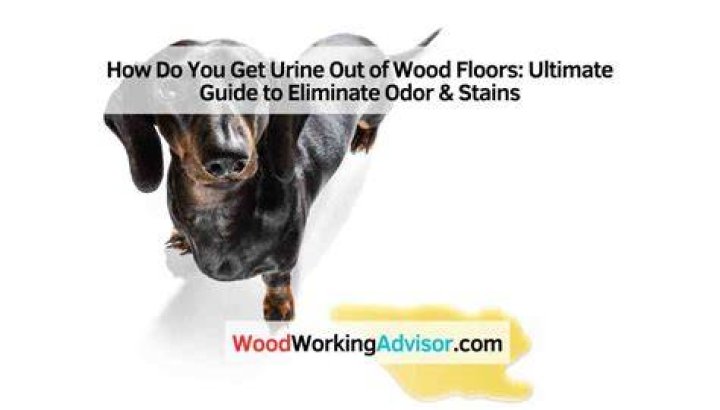 How do you get urine out of wood?