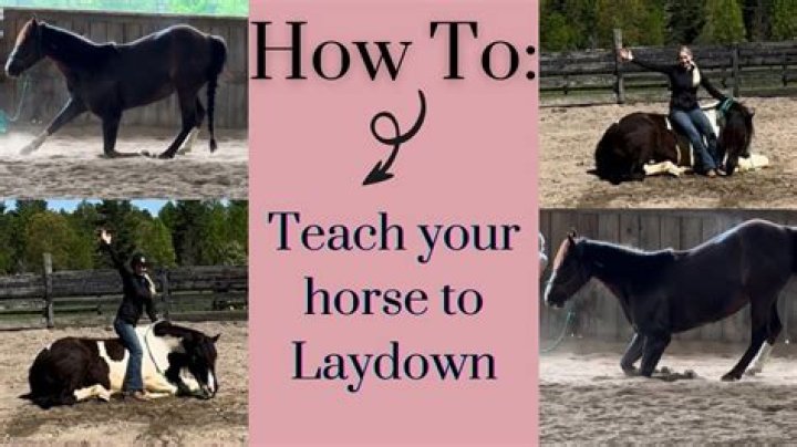 How do you get your horse to lay down?