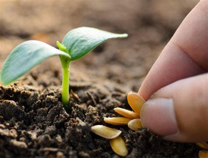 How do you grow a mother plant from a seed?