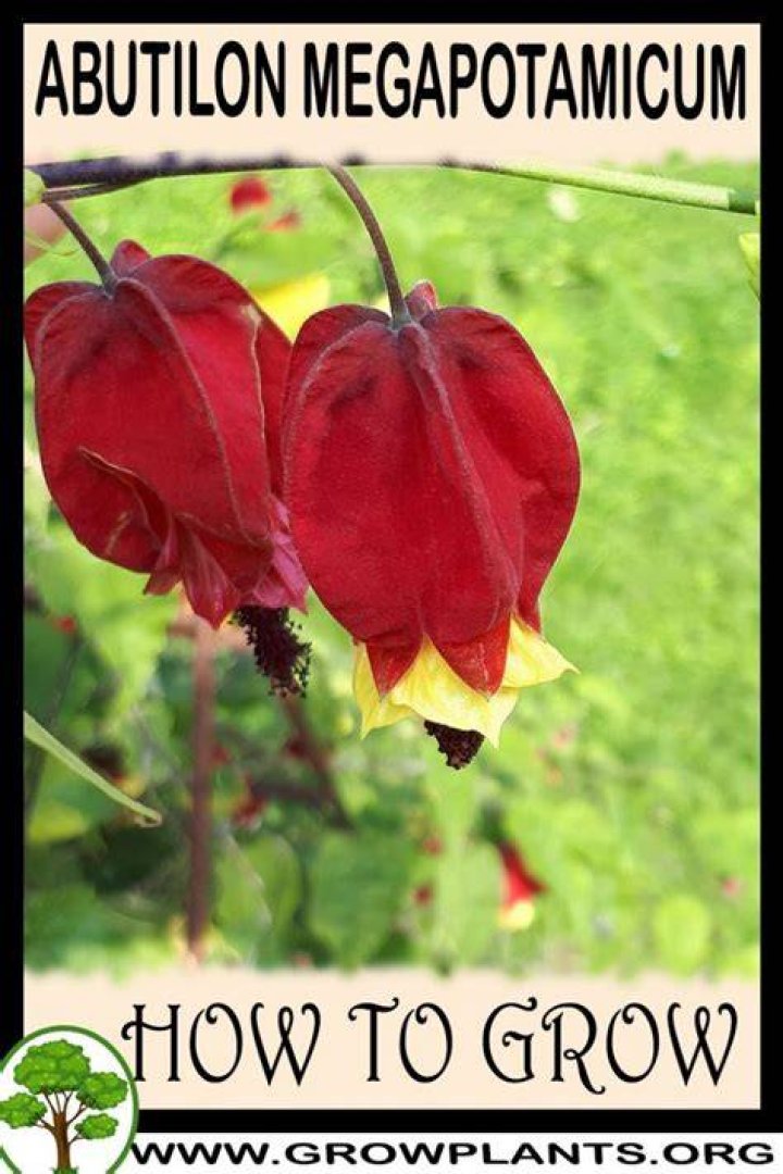 How do you grow Abutilon Megapotamicum?