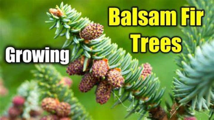 How do you grow Fraser fir from seed?