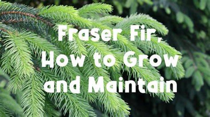 How do you grow Fraser fir trees from seed?